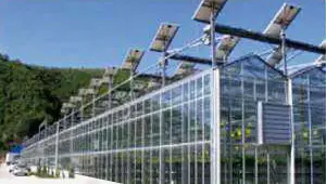 Steel Structure Greenhouse